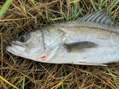 マルスズキの釣果