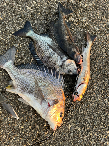 クロダイの釣果