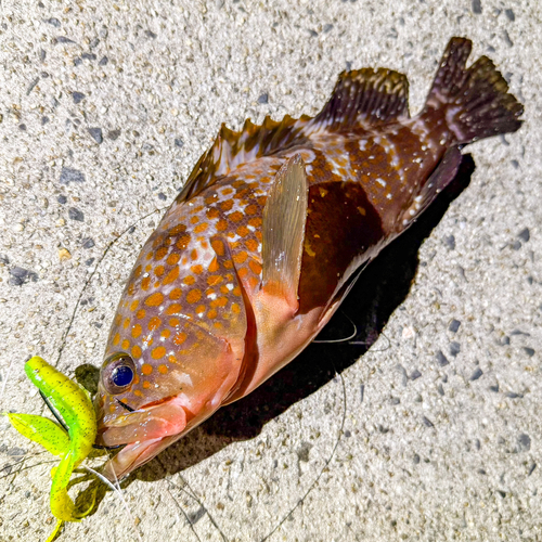 アコウの釣果