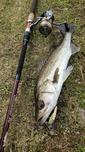 釣果