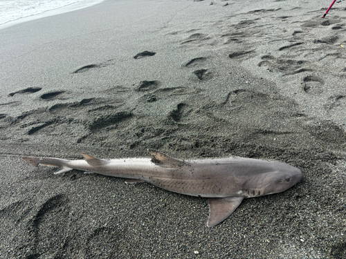 ドチザメの釣果