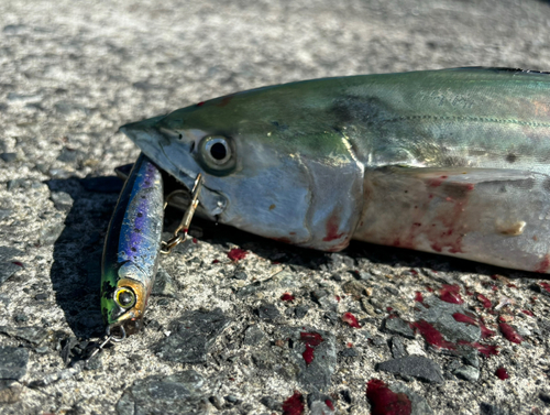 サゴシの釣果