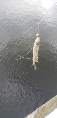 ワカサギの釣果