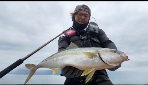 ヒラマサの釣果