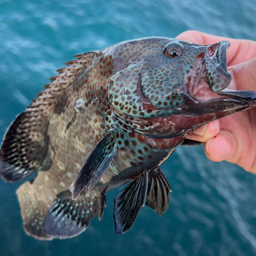 アザハタの釣果