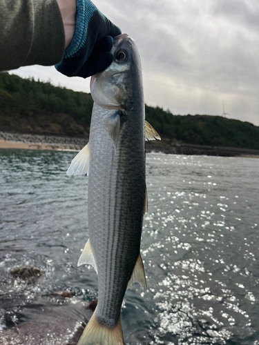 波松海岸