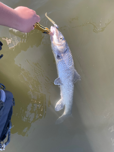 ニゴイの釣果