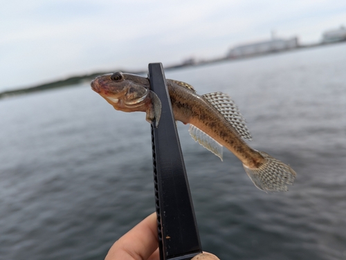 マハゼの釣果