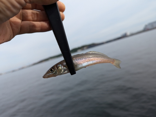 シロギスの釣果