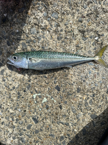 サバの釣果