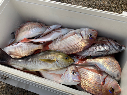 ハナダイの釣果