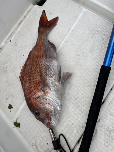 マダイの釣果