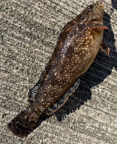 クジメの釣果