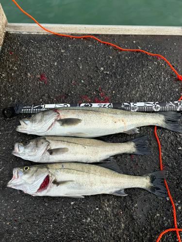 マルスズキの釣果