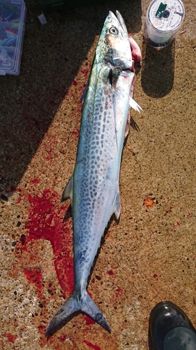 サワラの釣果