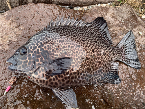 イシガキダイの釣果