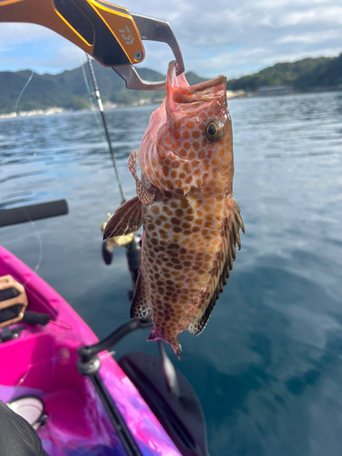 オオモンハタの釣果