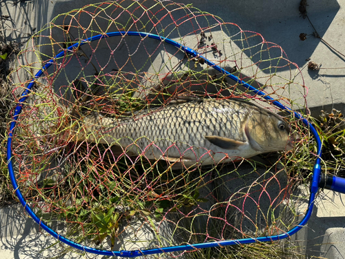 コイの釣果