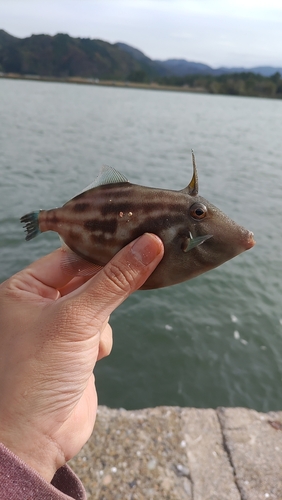 ウマヅラハギの釣果