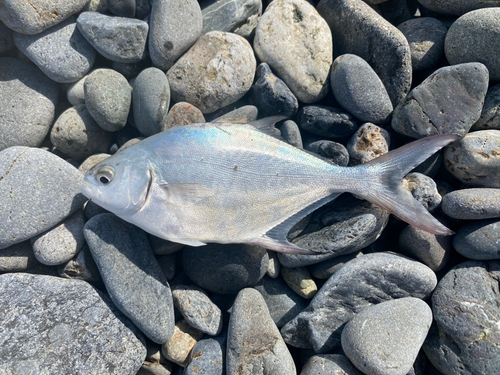 コバンアジの釣果