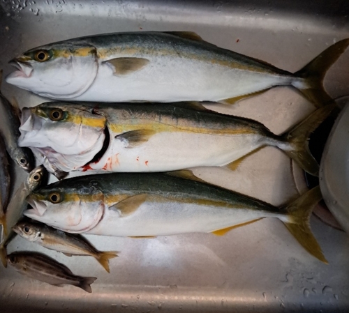 ツバスの釣果