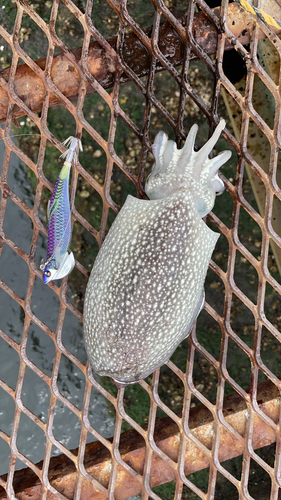 シリヤケイカの釣果