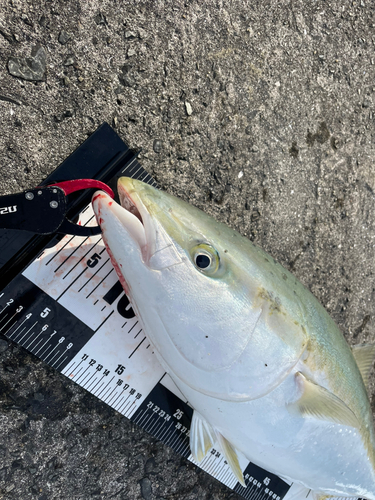 ブリの釣果