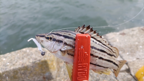 コトヒキの釣果