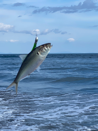 コノシロの釣果