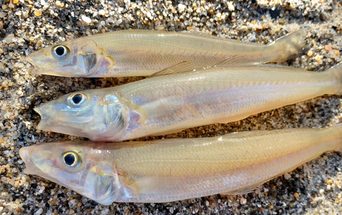 キスの釣果