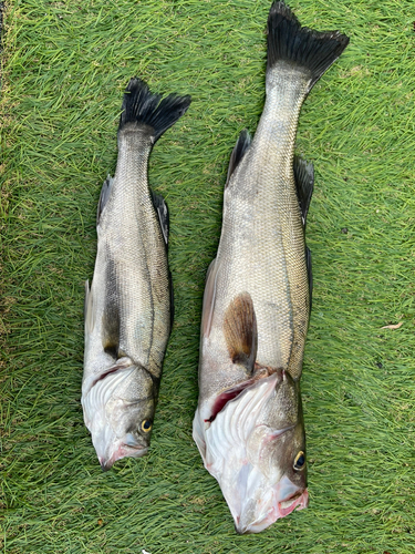 シーバスの釣果