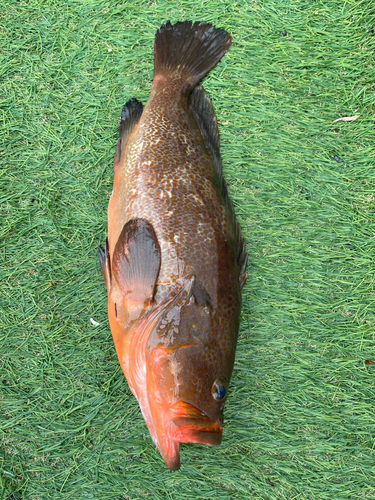 キジハタの釣果