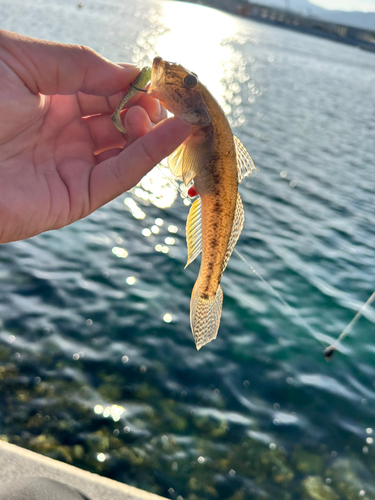 ハゼの釣果