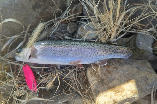 ニジマスの釣果