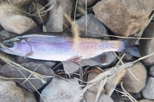 ニジマスの釣果