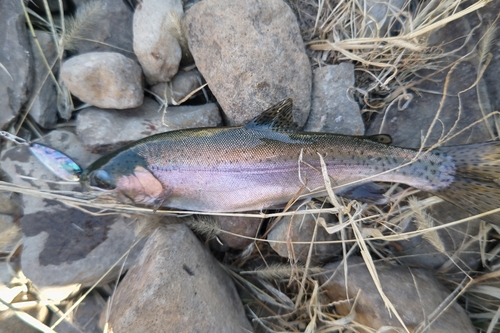 ニジマスの釣果