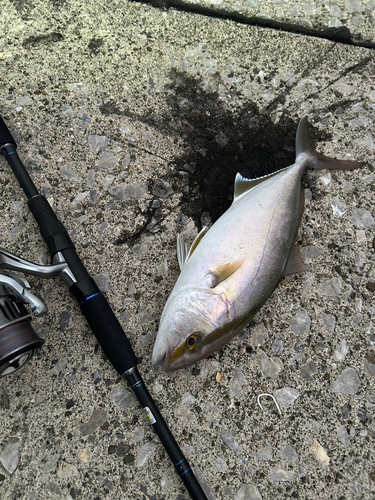 カンパチの釣果