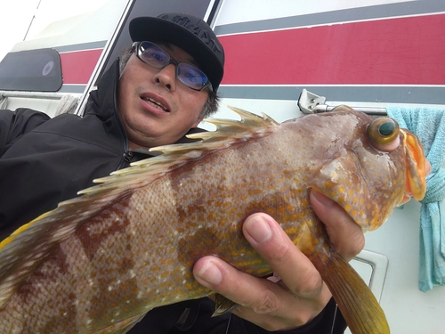 アオハタの釣果