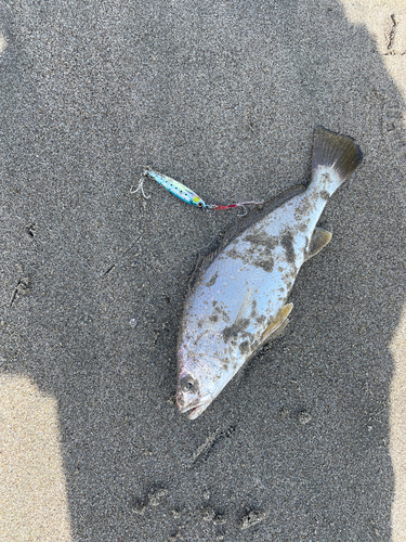 ニベの釣果