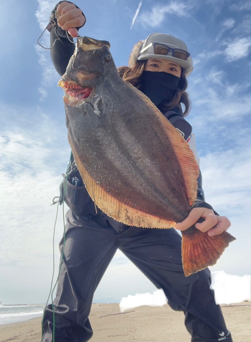 ヒラメの釣果