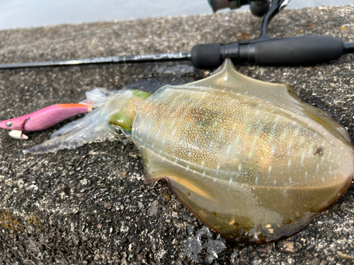 イカの釣果