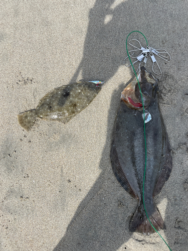 ヒラメの釣果