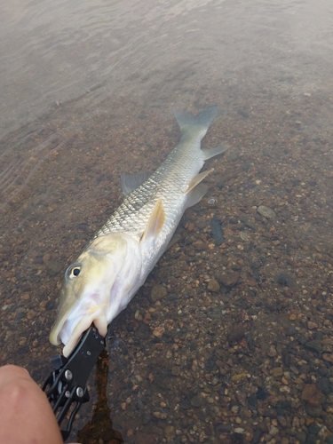 ニゴイの釣果