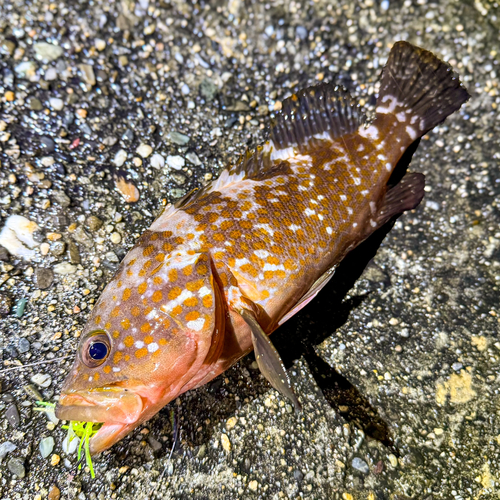 アコウの釣果