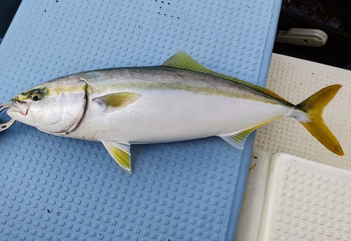 イナダの釣果