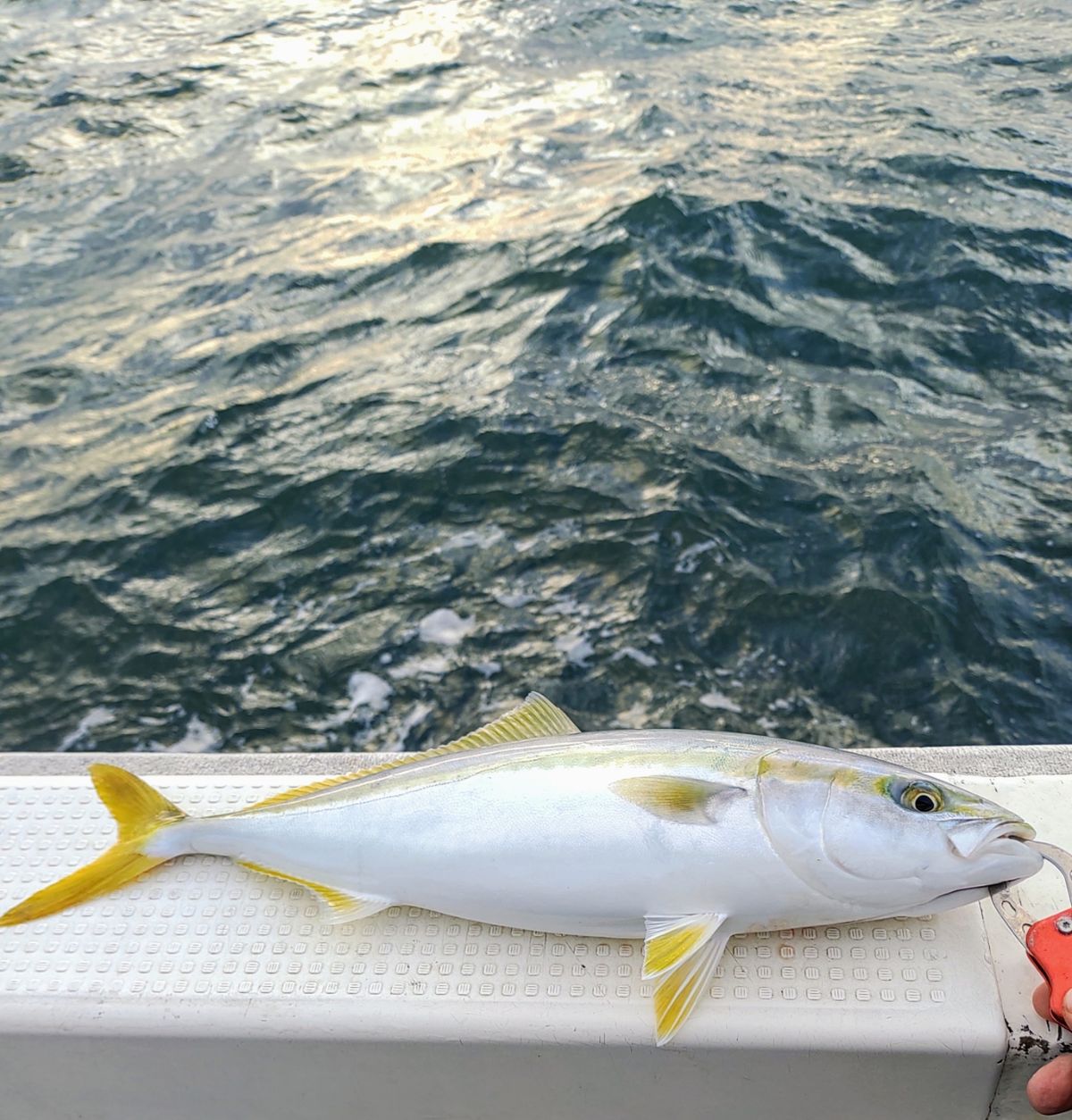 アングラーSASUKEさんの釣果 2枚目の画像