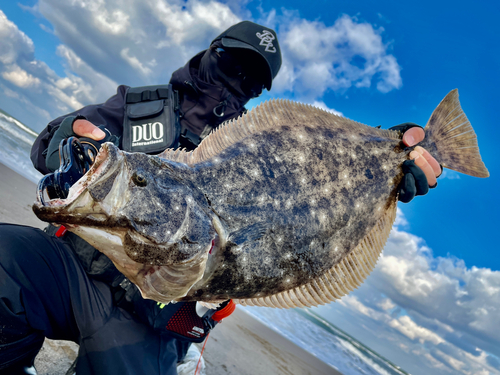 ヒラメの釣果