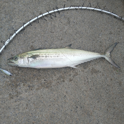 サゴシの釣果