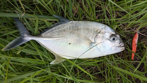 メッキの釣果