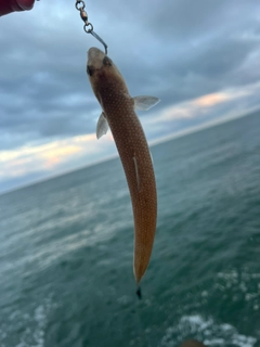 エソの釣果